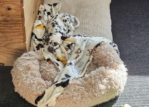 photo by Saranac Lake VFD