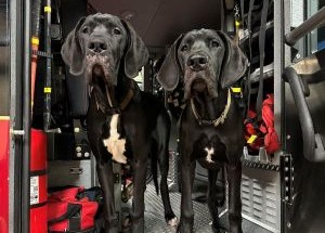 photo by Utica Fire Department